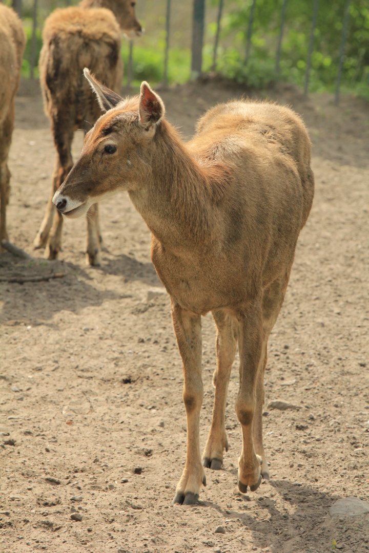 White-lipped Deer (April 2018)