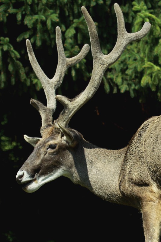 White-lipped deer at Bojnice Zoo