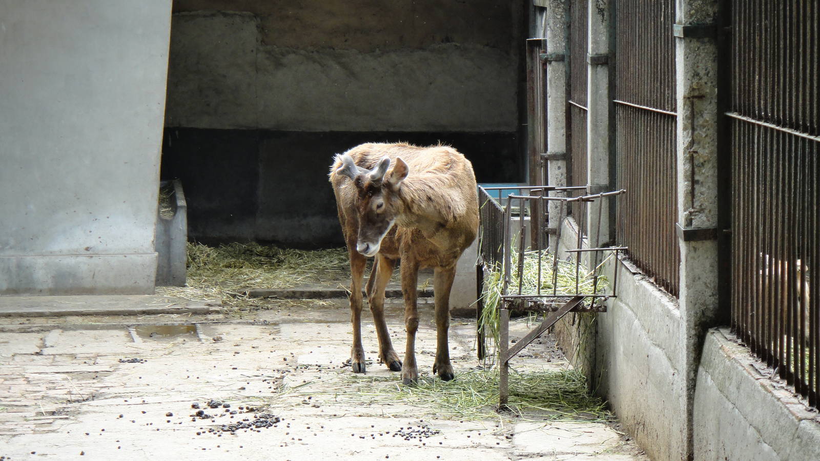 White-lipped deer at Chengdu zoo 2012-5-11