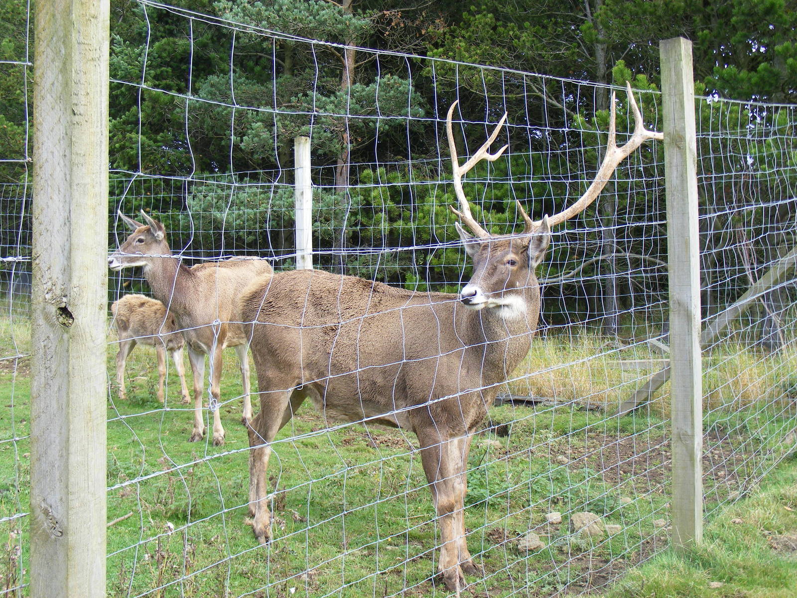 White-lipped deer at Edinburgh Zoo, 2 October 2010