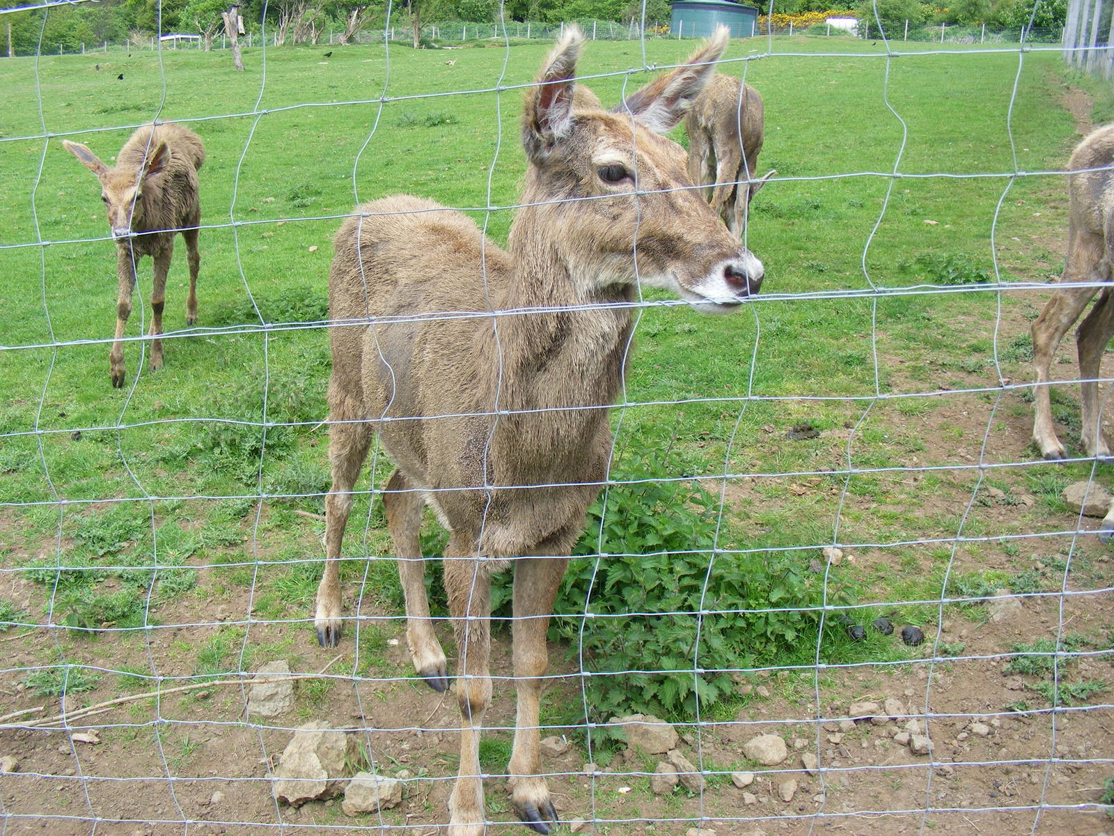 White-lipped deer at Edinburgh Zoo, 21 May 2010