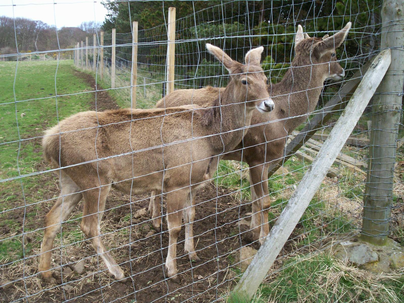 White lipped deer at Edinburgh zoo