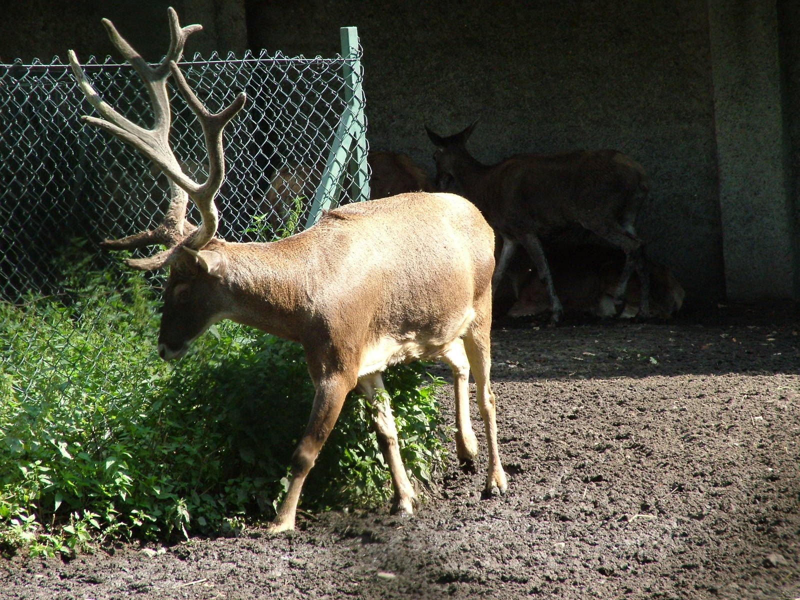 White-lipped Deer at Lodz Zoo, Poland Sept 08