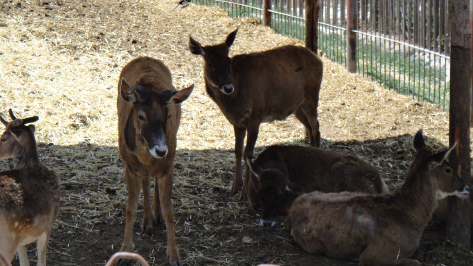 White-lipped deer at Qinghai-Tibet Plateau Wildlife zoo 2014-5-15
