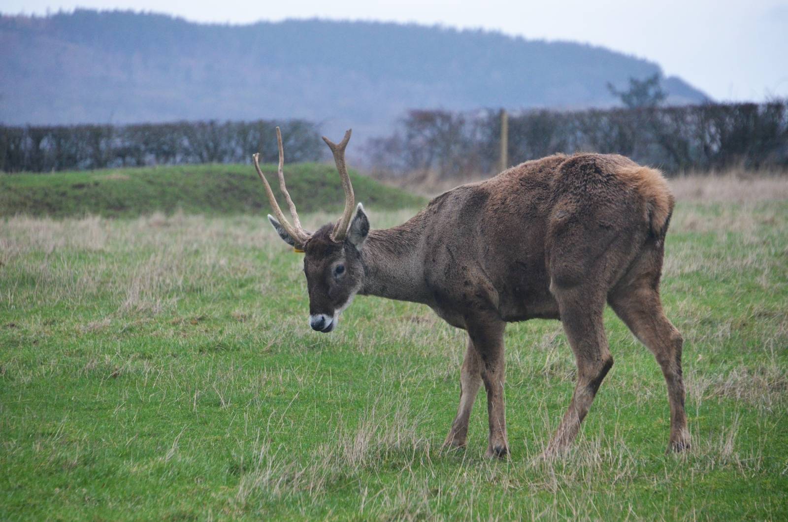 White-lipped Deer at the Scottish Deer Centre, 06/02/16