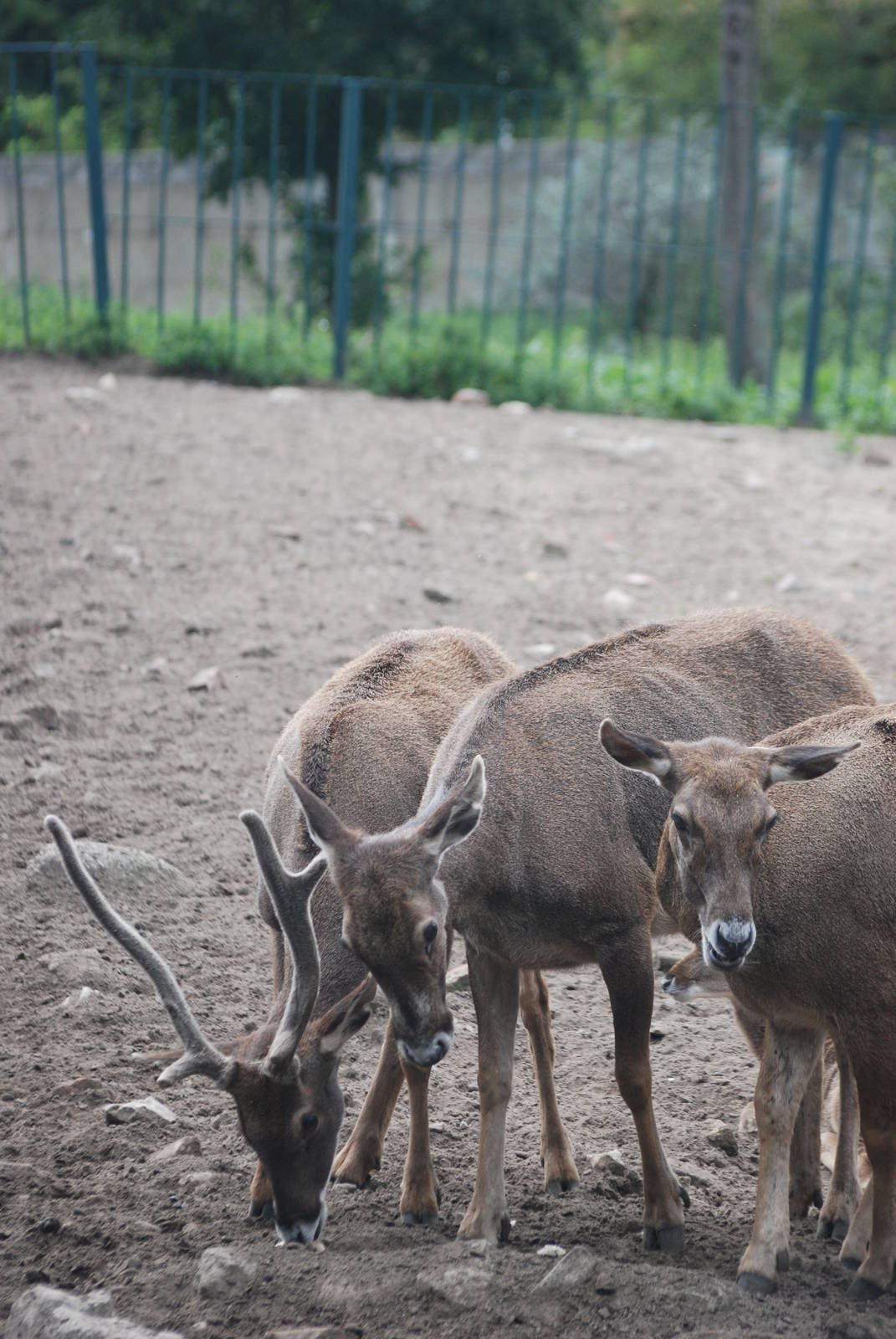 White-lipped Deer at Tierpark Berlin, 30/08/11