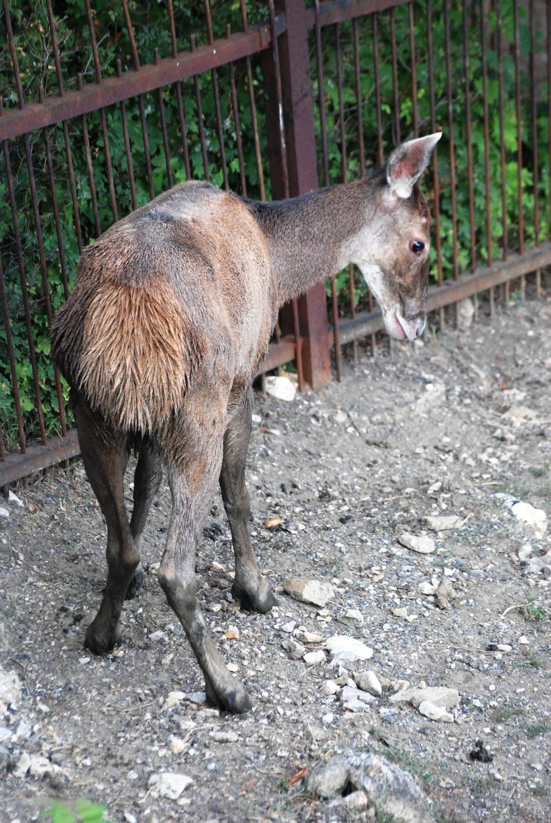White-lipped Deer at Usti, 29/08/12