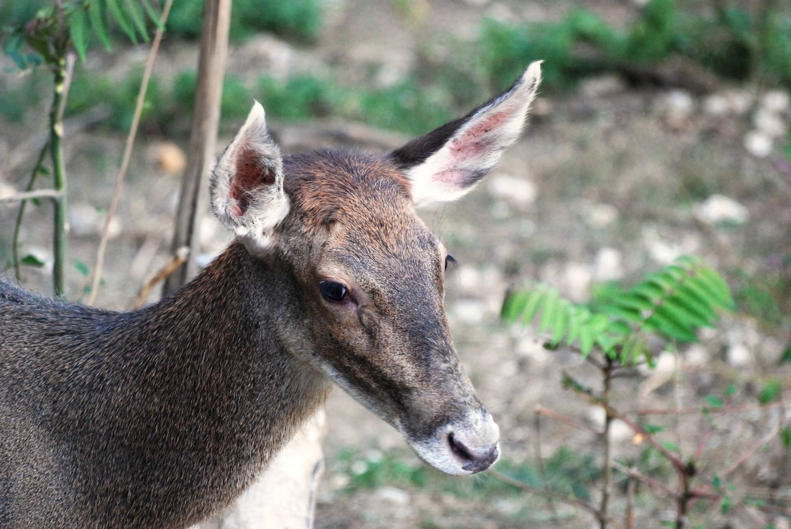 White-lipped Deer at Usti, 29/08/12