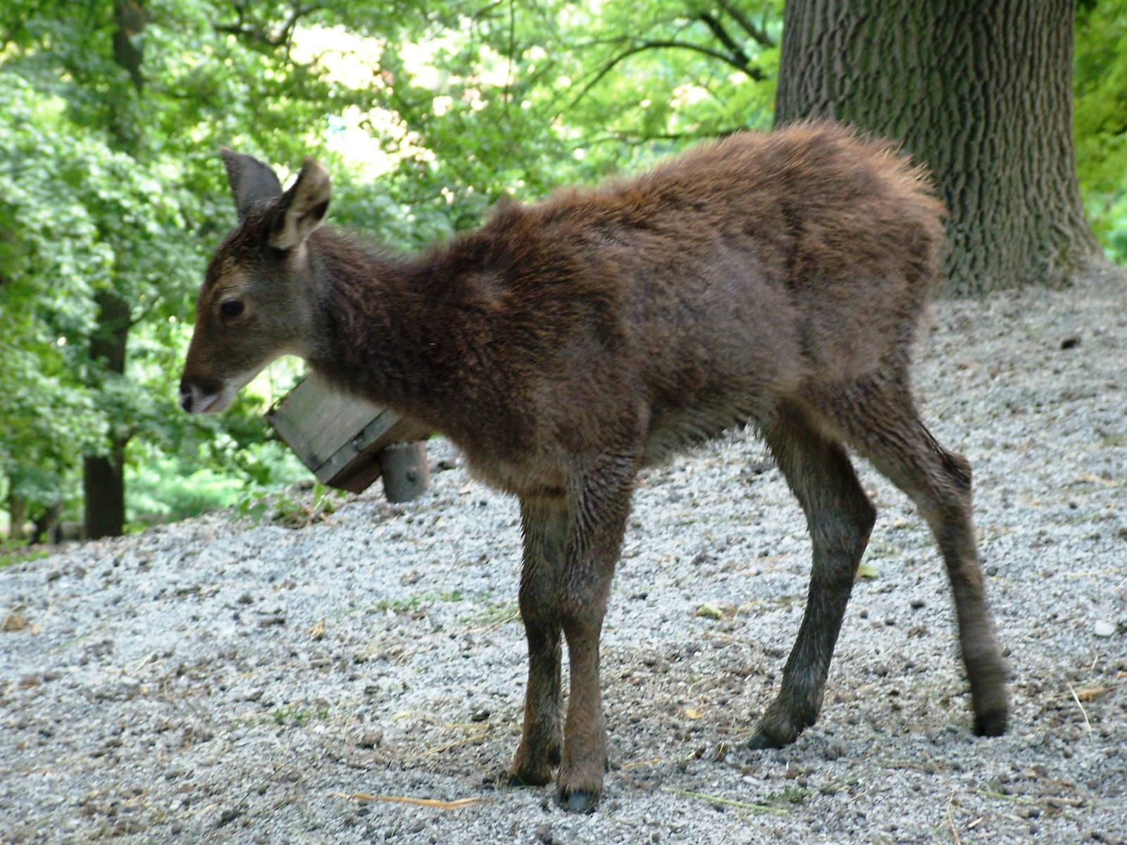 White-lipped Deer at Usti, 29/08/12
