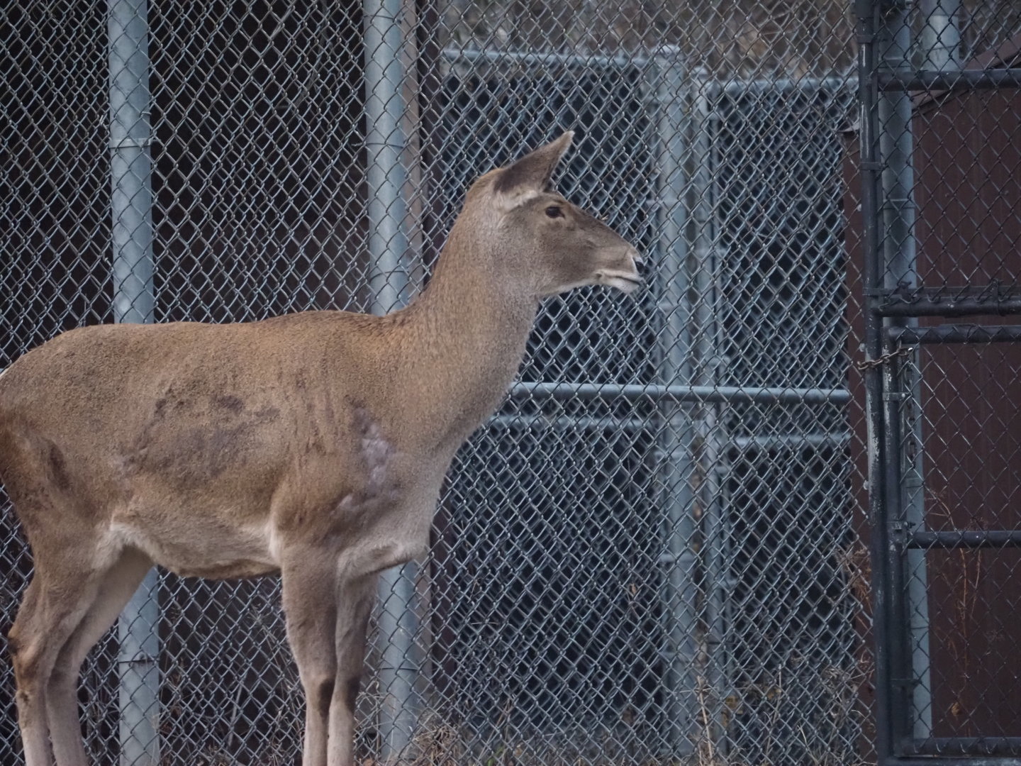 White-lipped deer/Bactrian deer hybrid