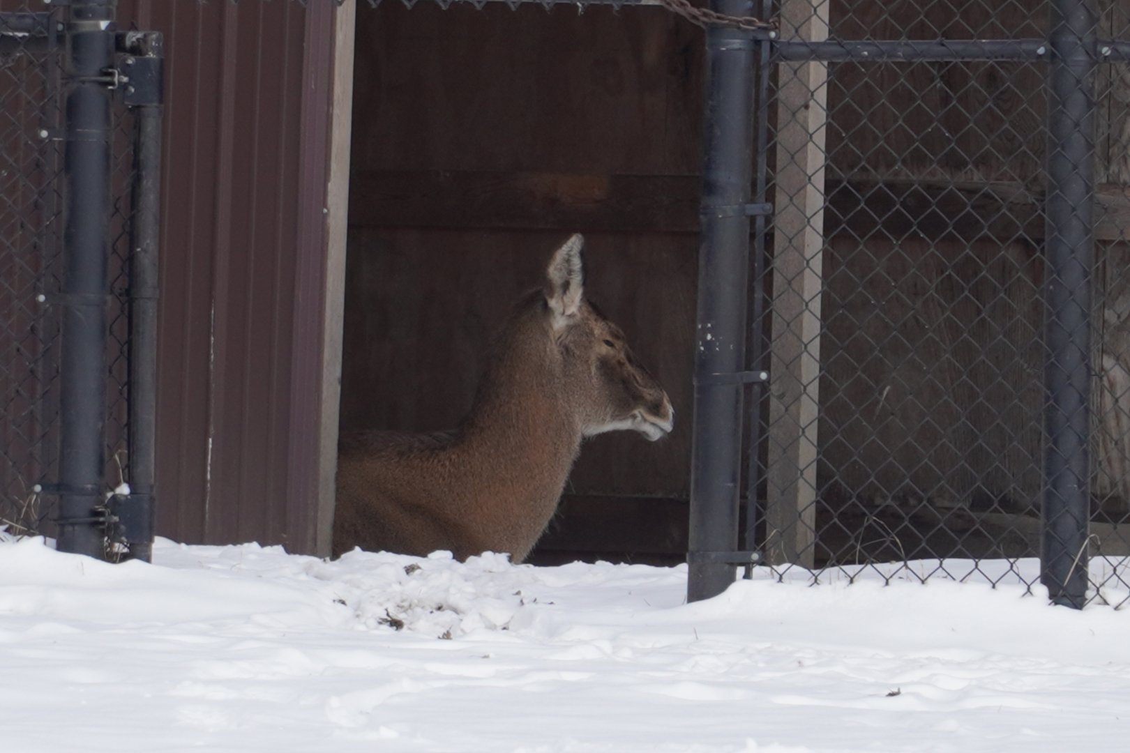 White Lipped Deer & Bactrian Deer Hybrid