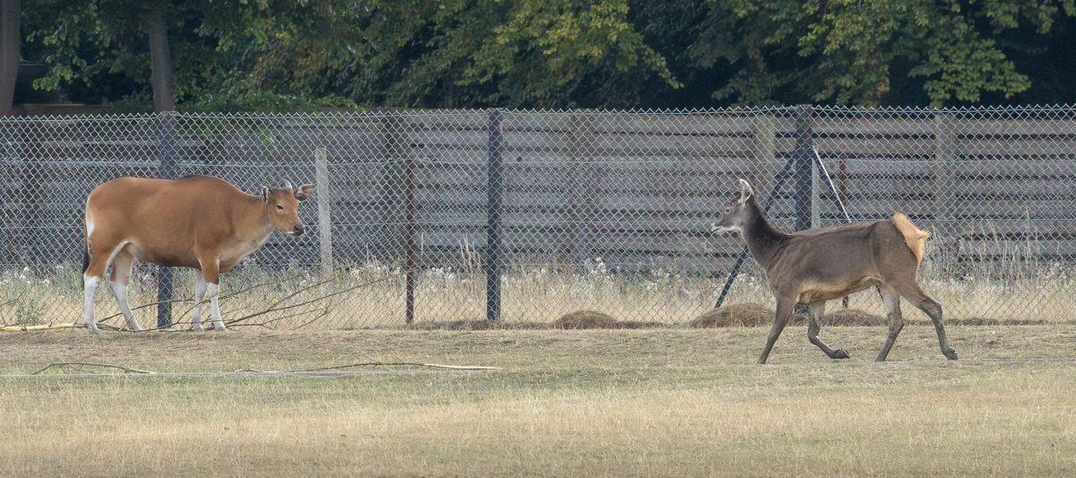 White-lipped deer; banteng : Whipsnade : 15 Aug 2025