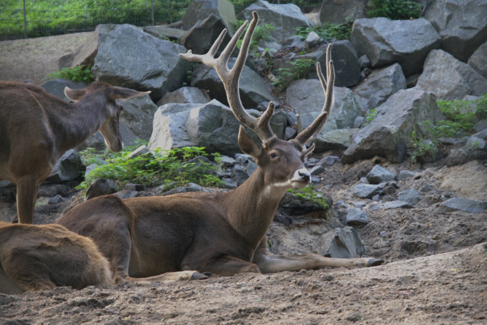 White-lipped Deer (Cervus albirostris), 17-09-25