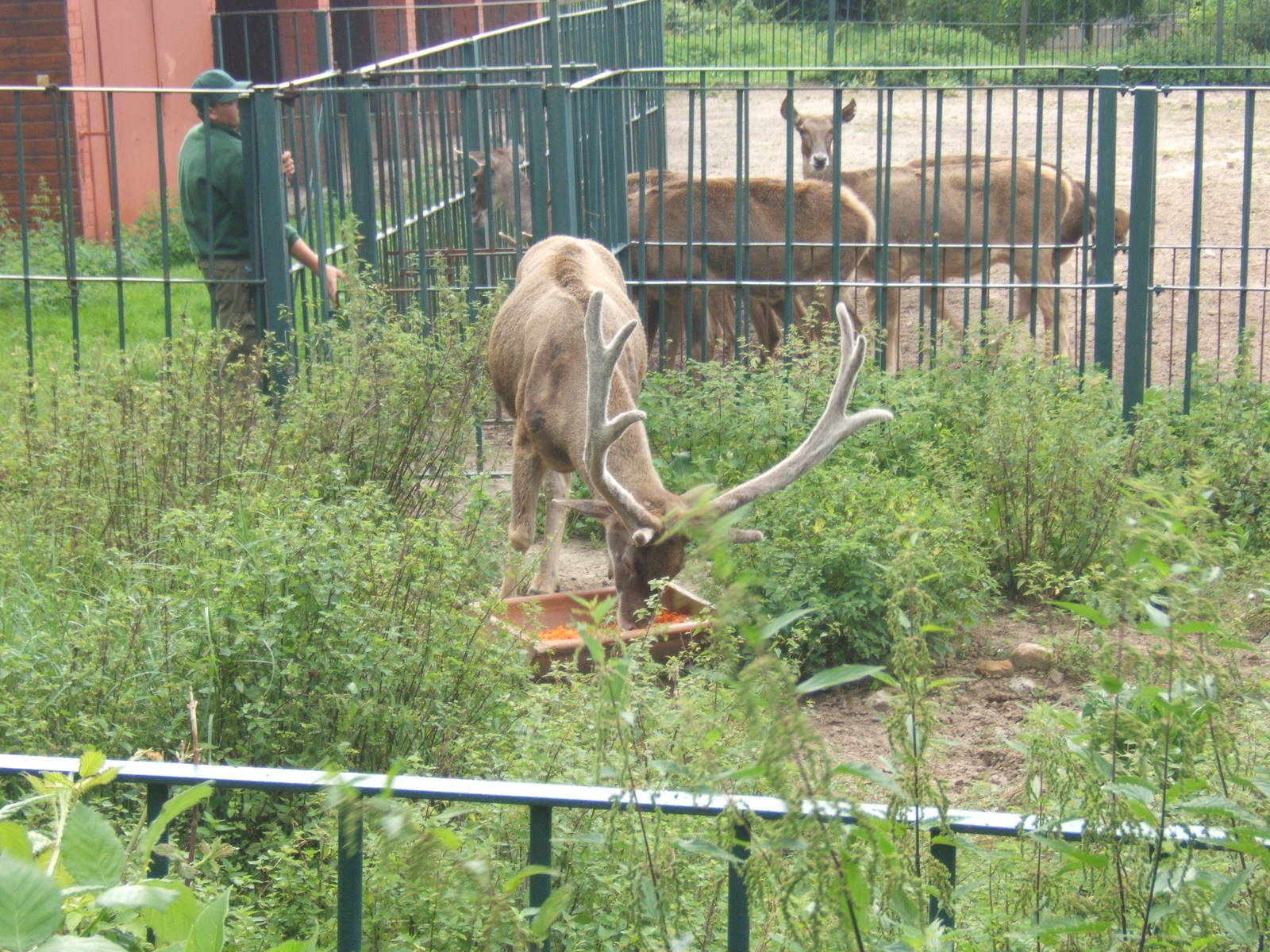 White-lipped Deer (Cervus albirostris)