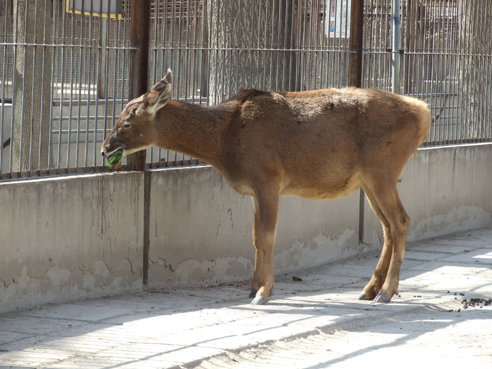White-lipped deer(Cervus albirostris)