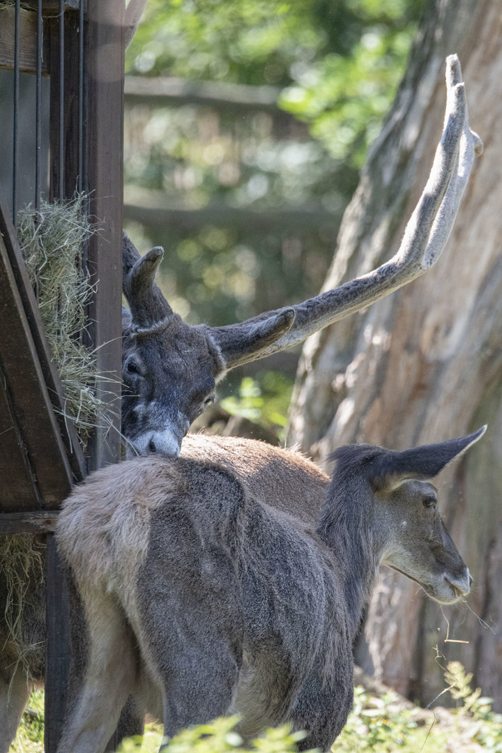 White-lipped deer (Cervus albirostris)