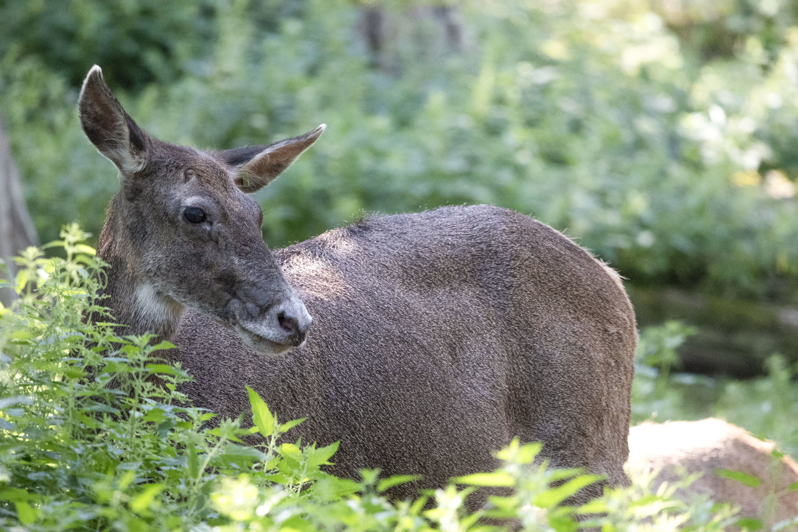 White-lipped deer (Cervus albirostris)