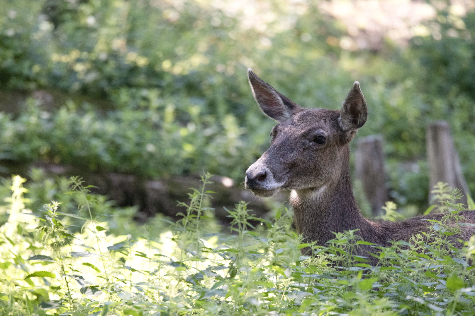 White-lipped deer (Cervus albirostris)