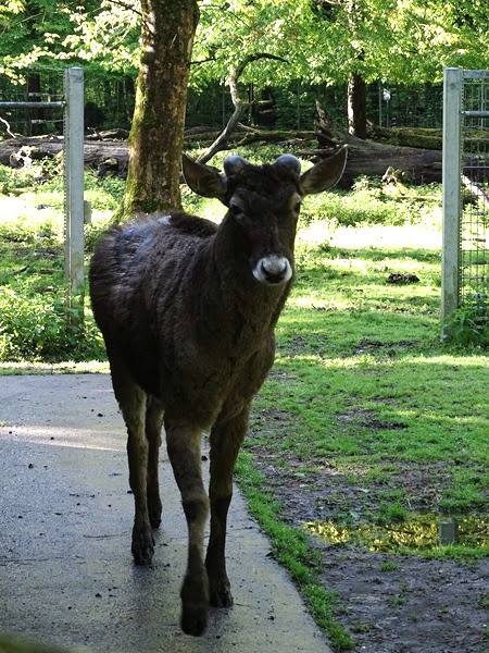 White-lipped deer (Cervus albirostris)