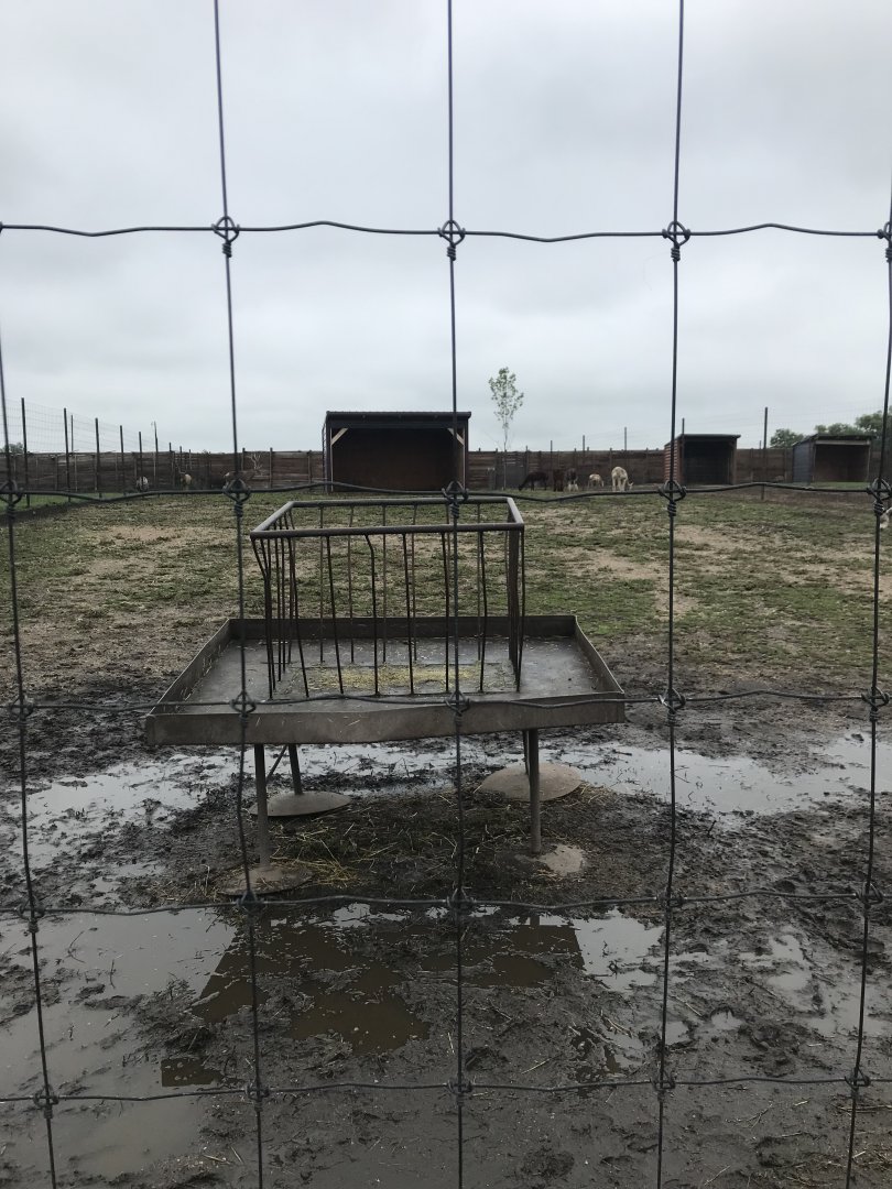 White-Lipped Deer/Dromedary Camel/Alpaca Exhibit