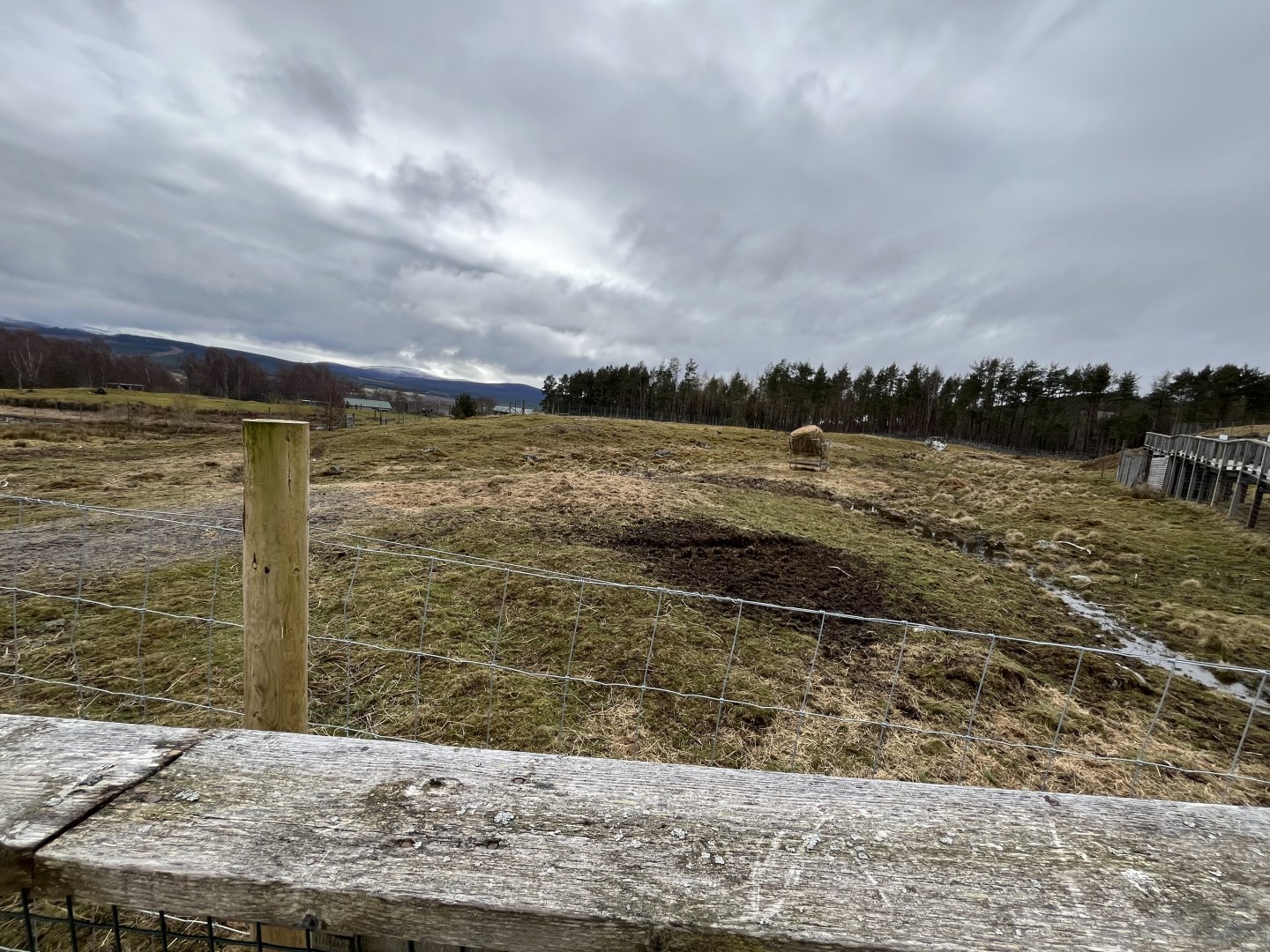 White-lipped deer enclosure 5.4.24