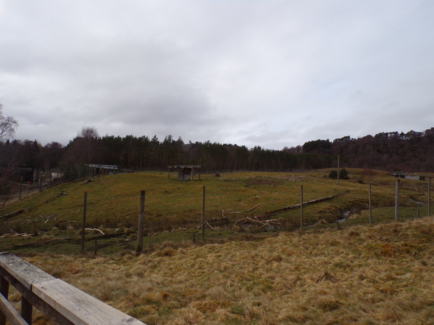 White-lipped deer enclosure 5.4.24