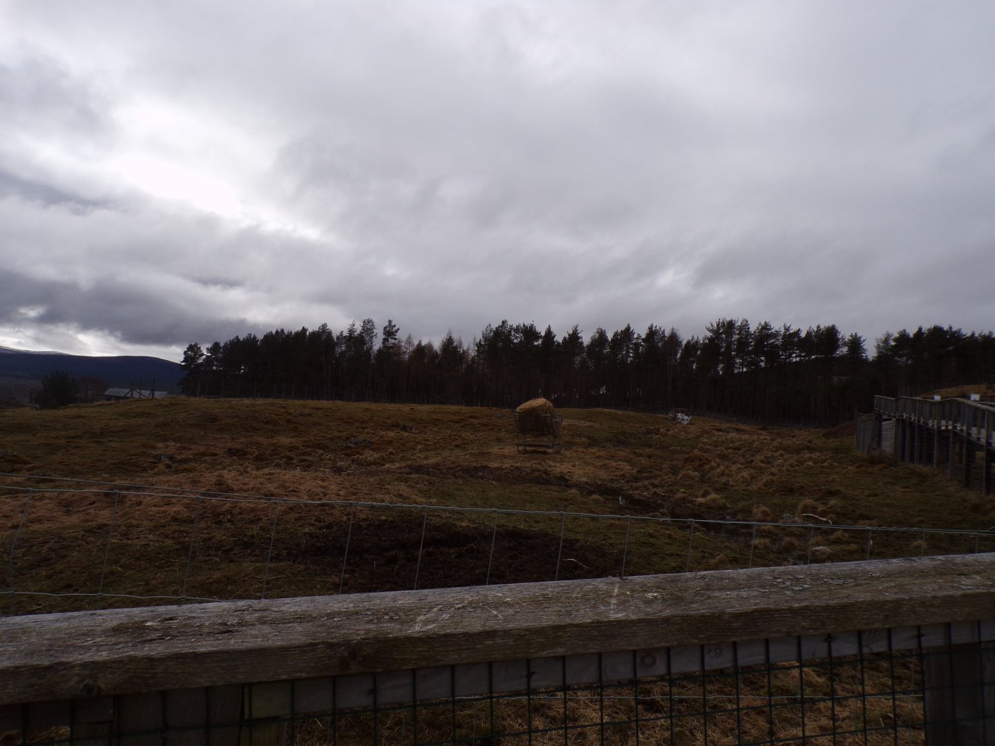 White-lipped deer enclosure 5.4.24