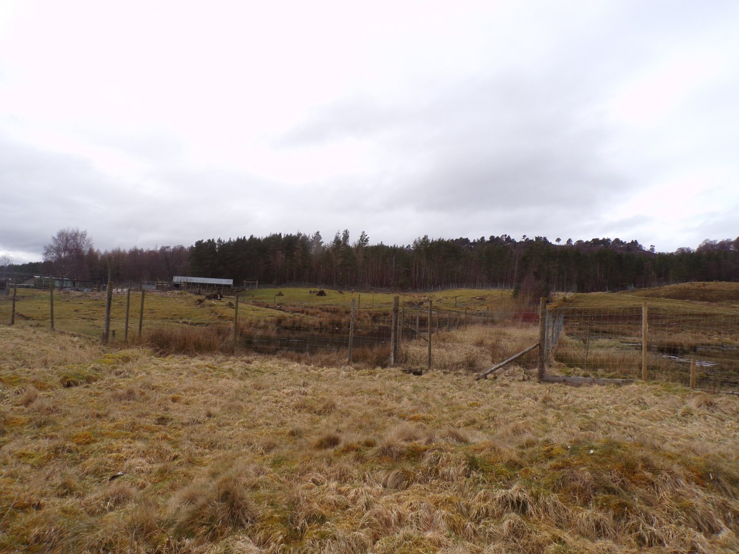 White-lipped deer enclosure 5.4.24