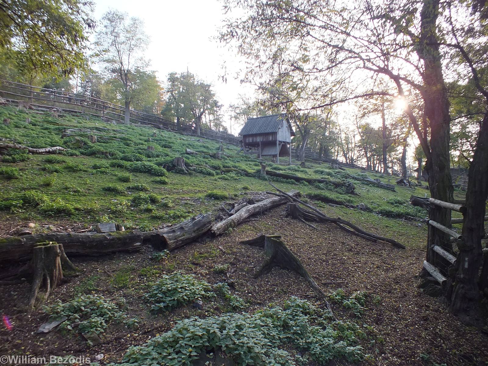 White-lipped Deer Enclosure