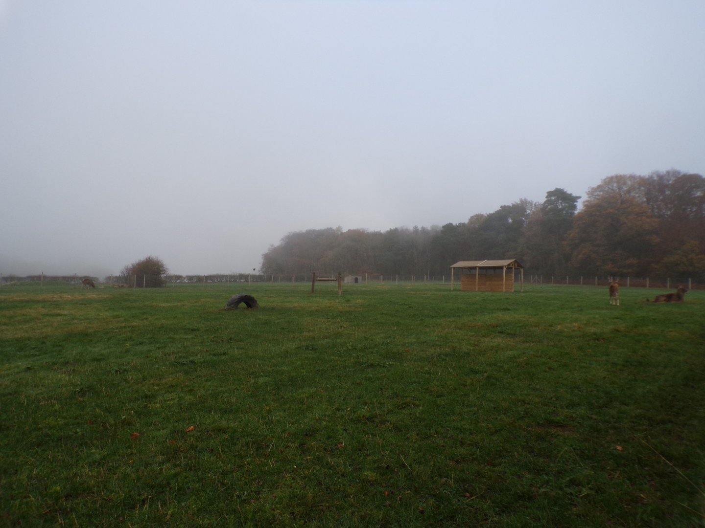 White-lipped deer enclosure
