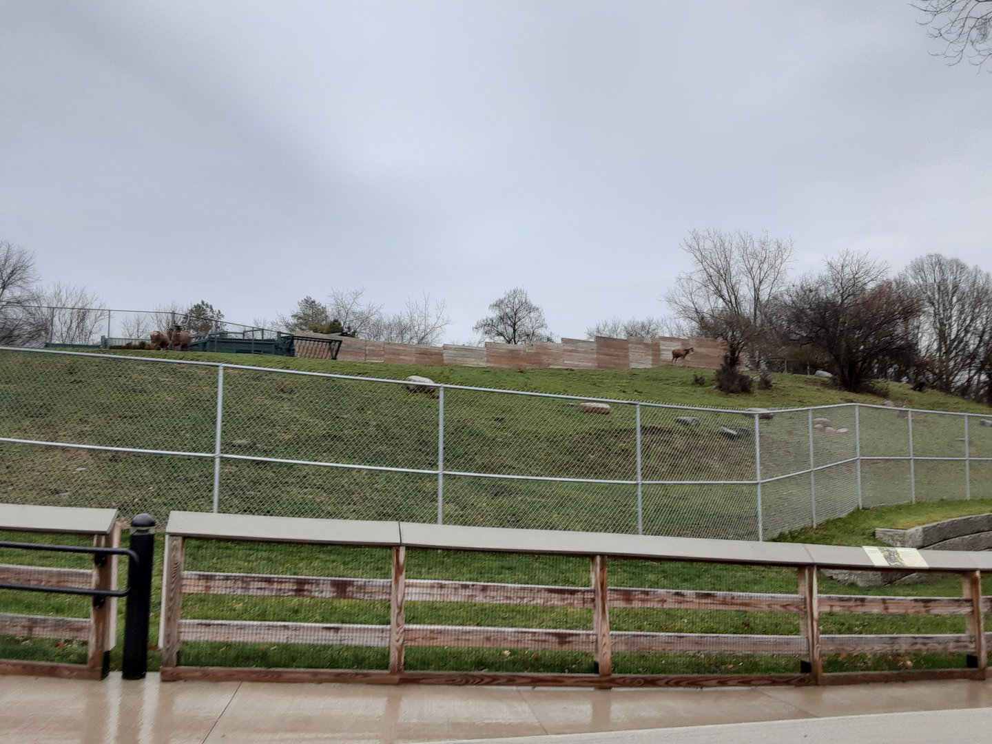 White-Lipped Deer Exhibit- from Elephant Viewing Area