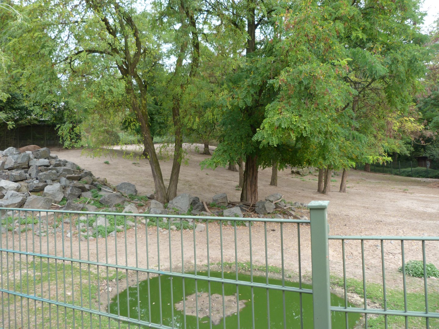White-lipped deer exhibit -Tierpark Berlin (2024)