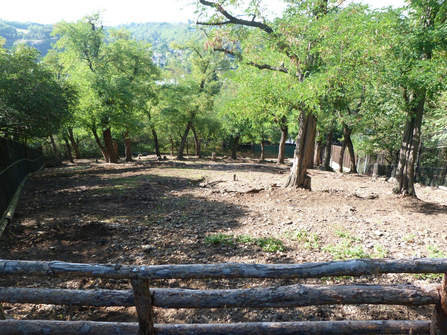 White-lipped deer exhibit -Zoo Praha (2025)