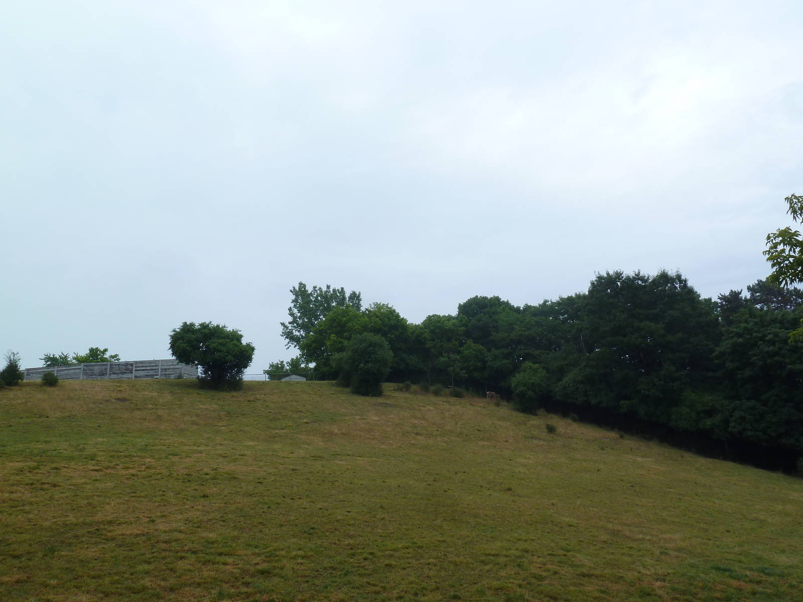 White-Lipped Deer Exhibit
