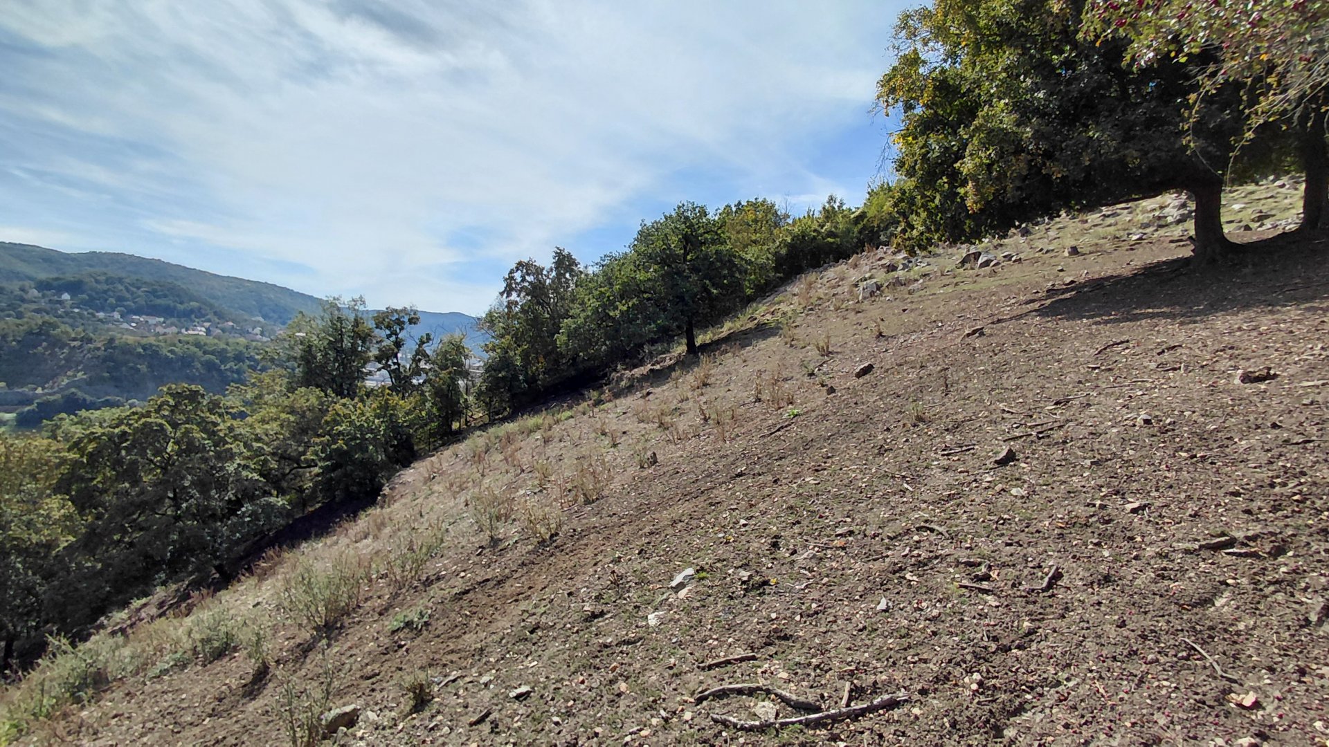 White-lipped deer exhibit