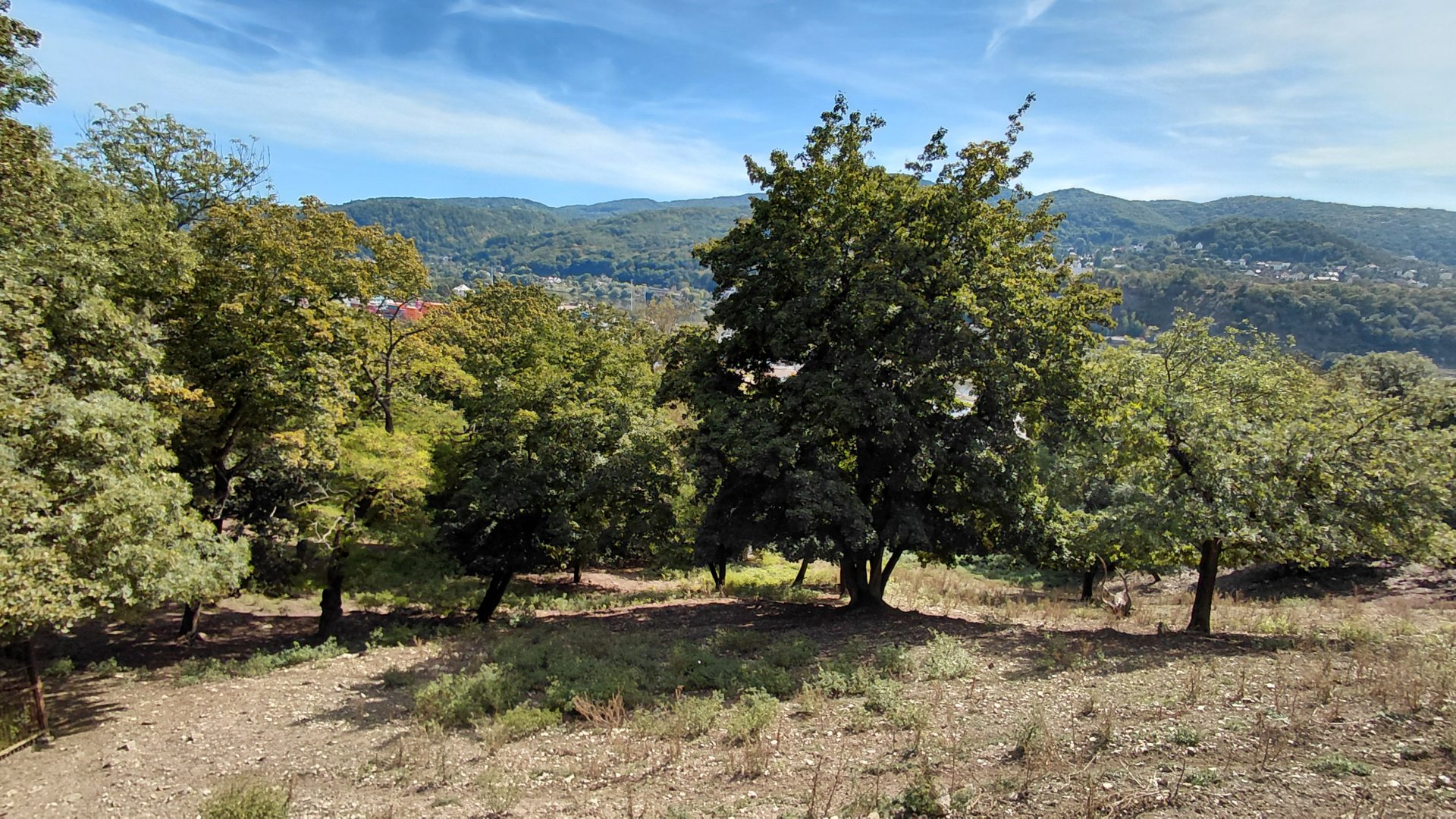 White-lipped deer exhibit