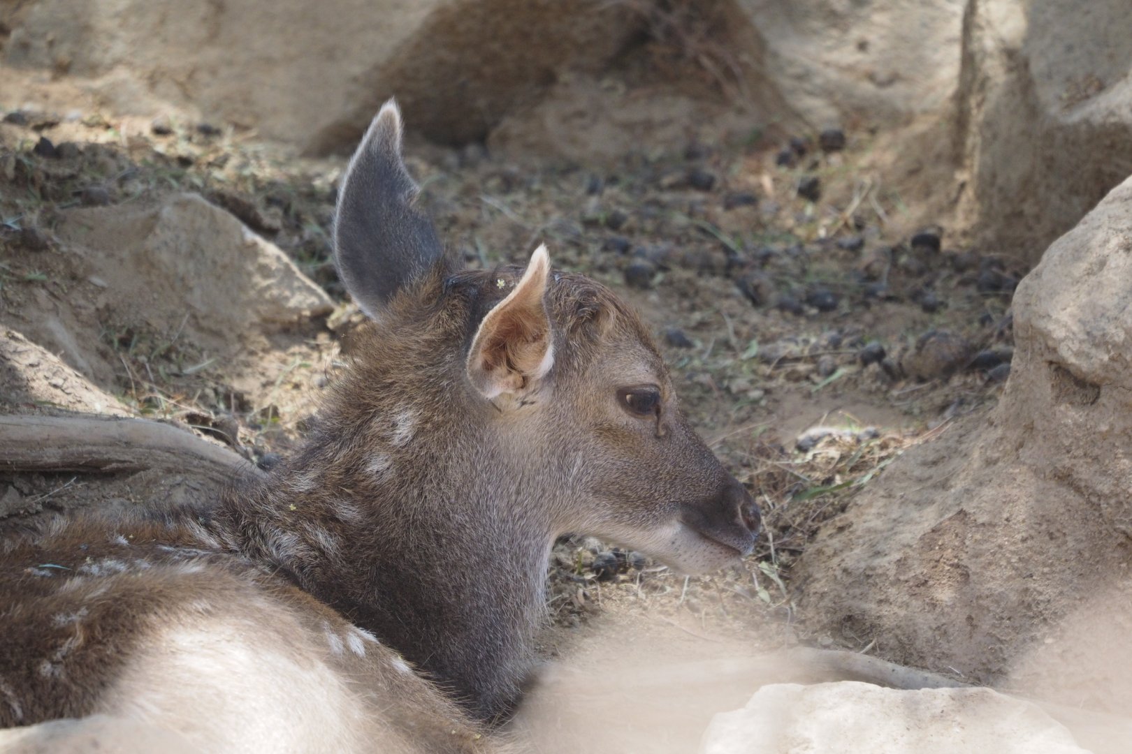 White-lipped deer fawn