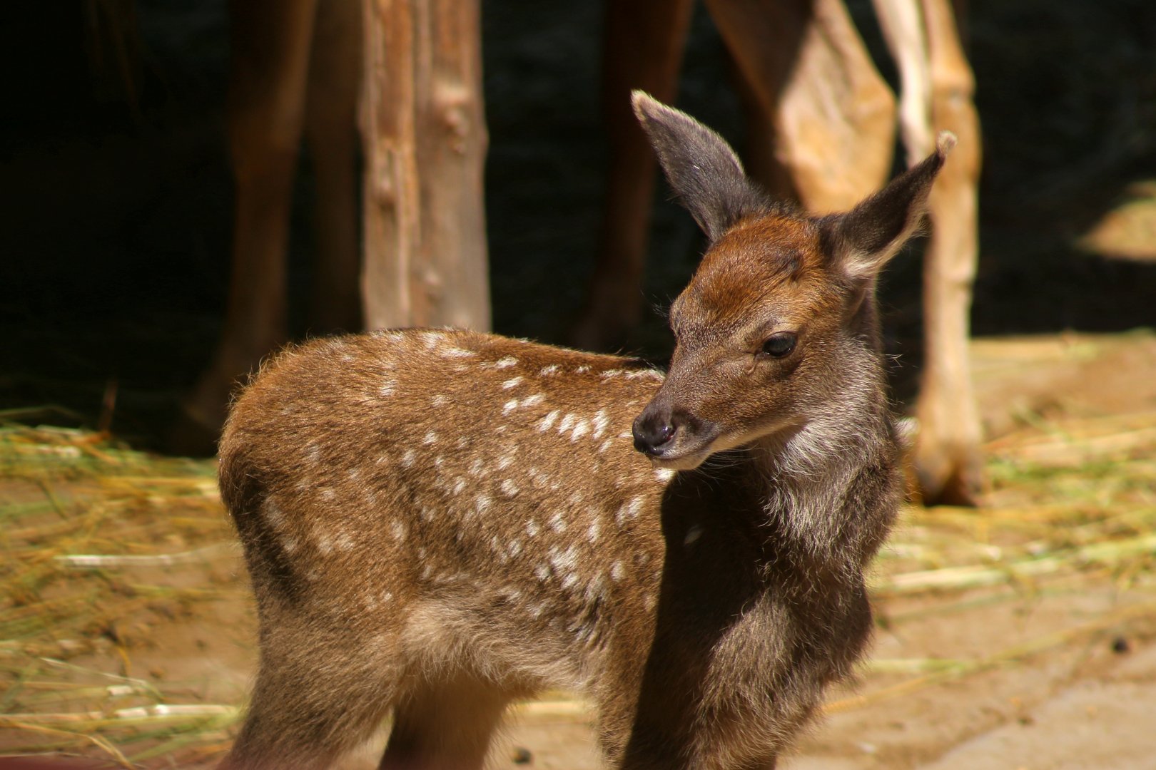White-lipped Deer Fawn