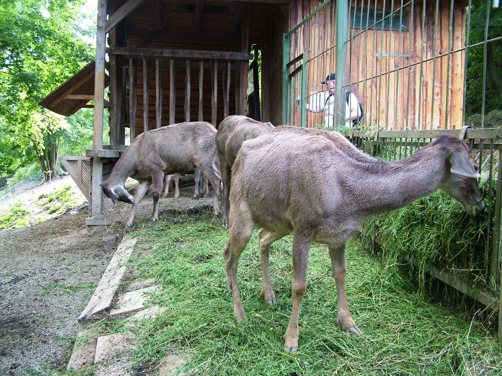 White-lipped Deer Feeding at Usti, 29/08/12