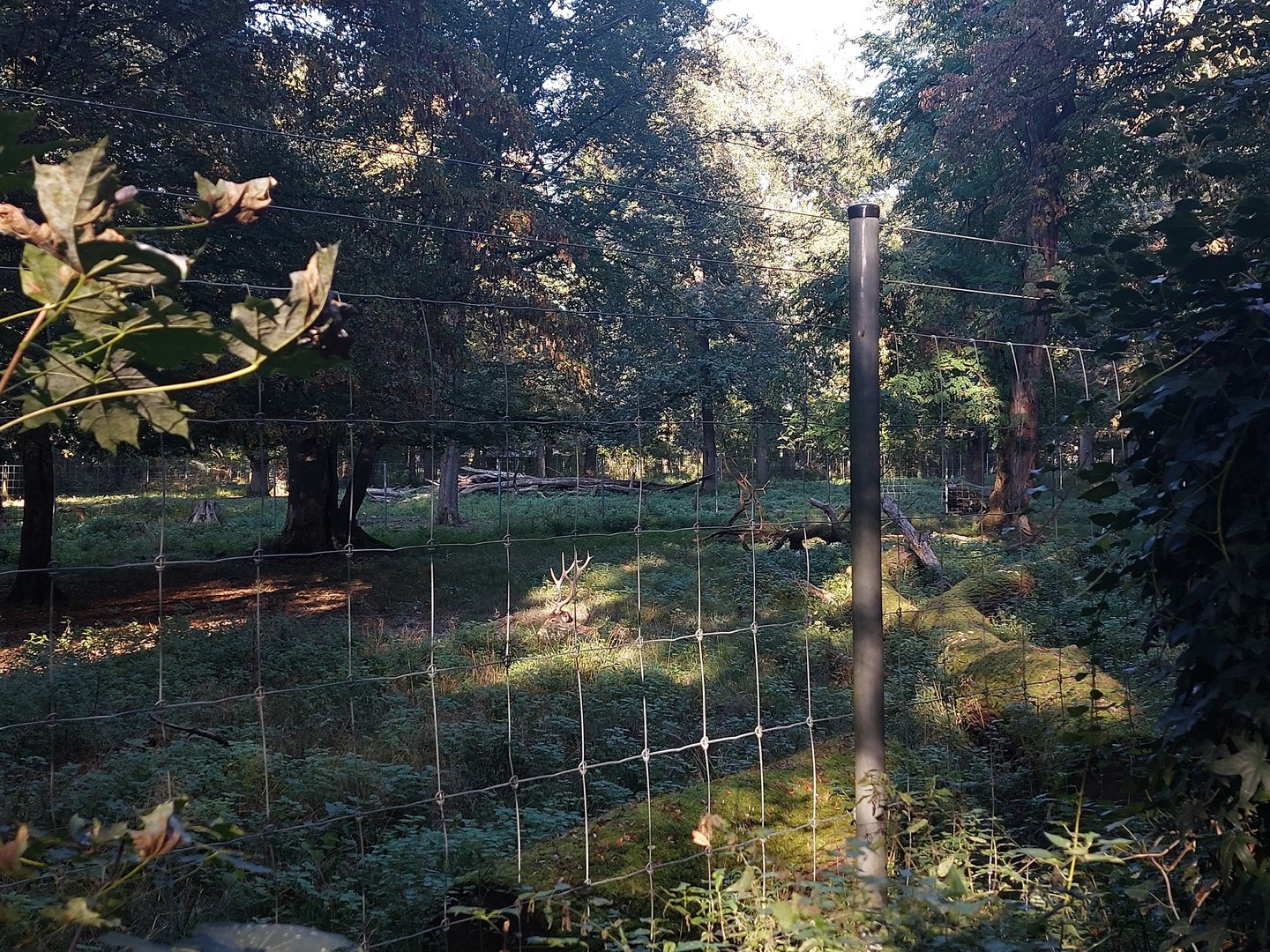 White-lipped deer paddock