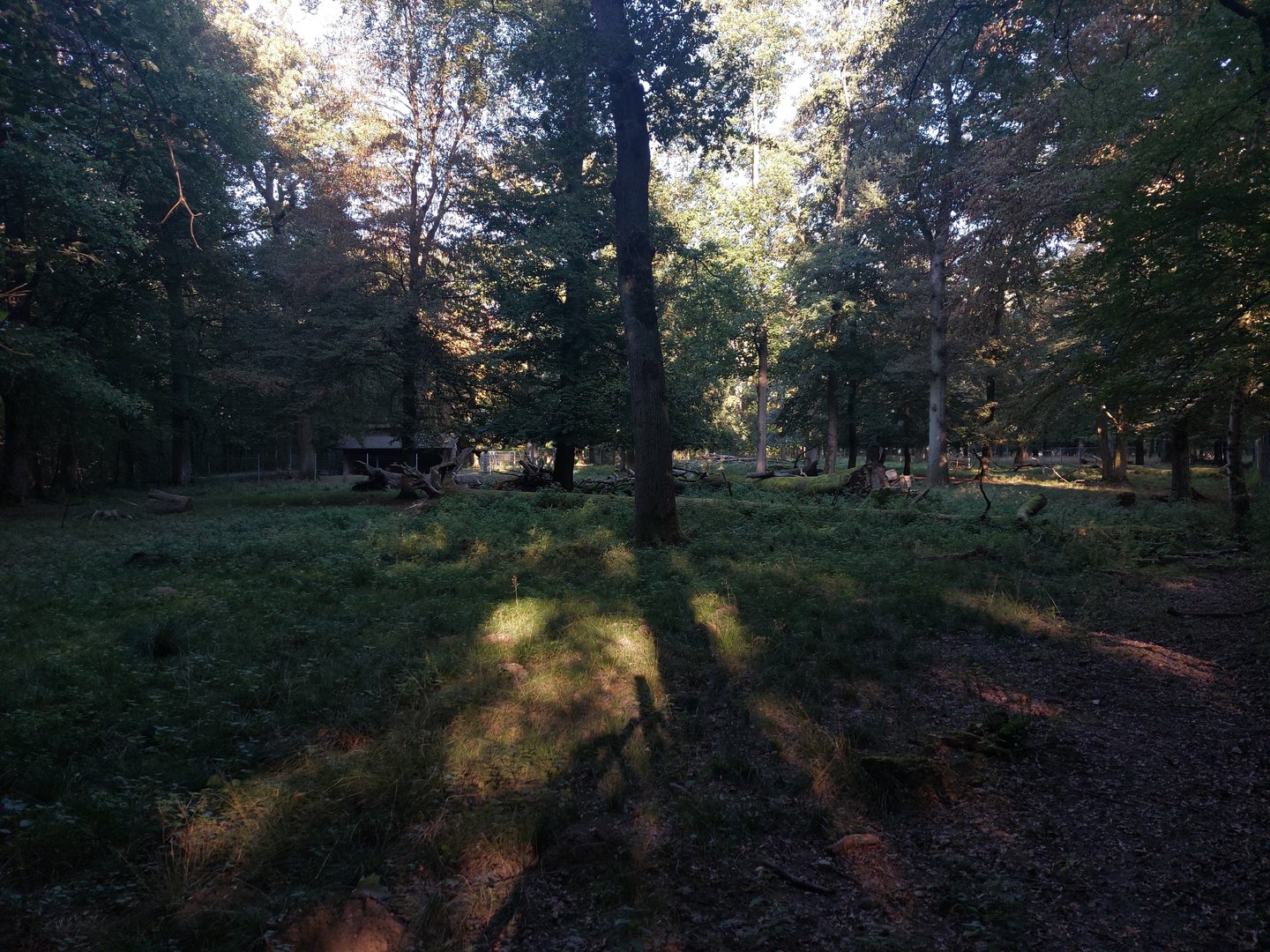 White-lipped deer paddock