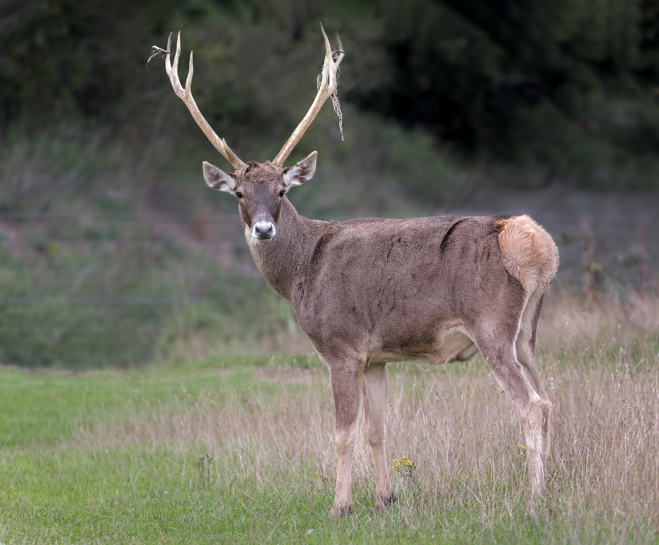 White-lipped Deer (Thorold's Deer) / Watatunga / 15-9-22