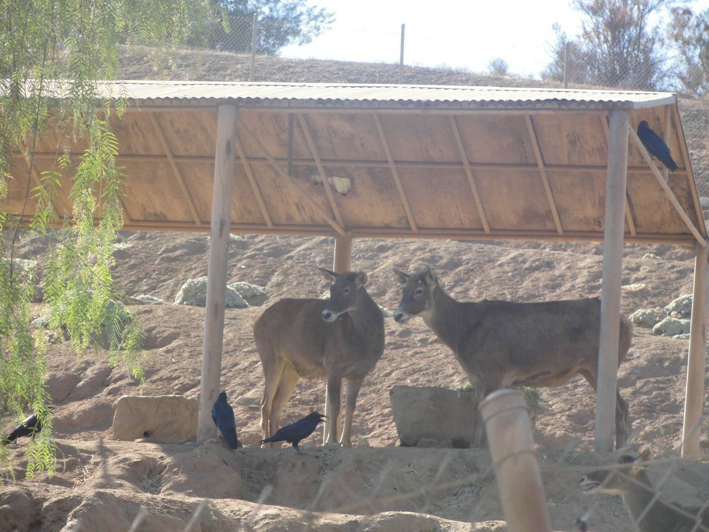 White Lipped Deer (Thorold's Deer)