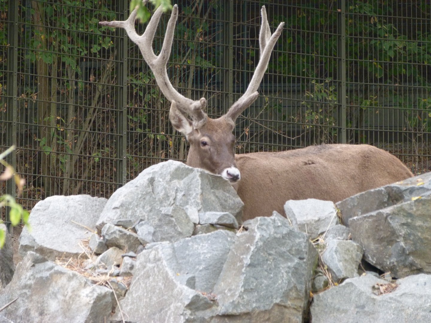 White-lipped deer -Tierpark Berlin (2024)