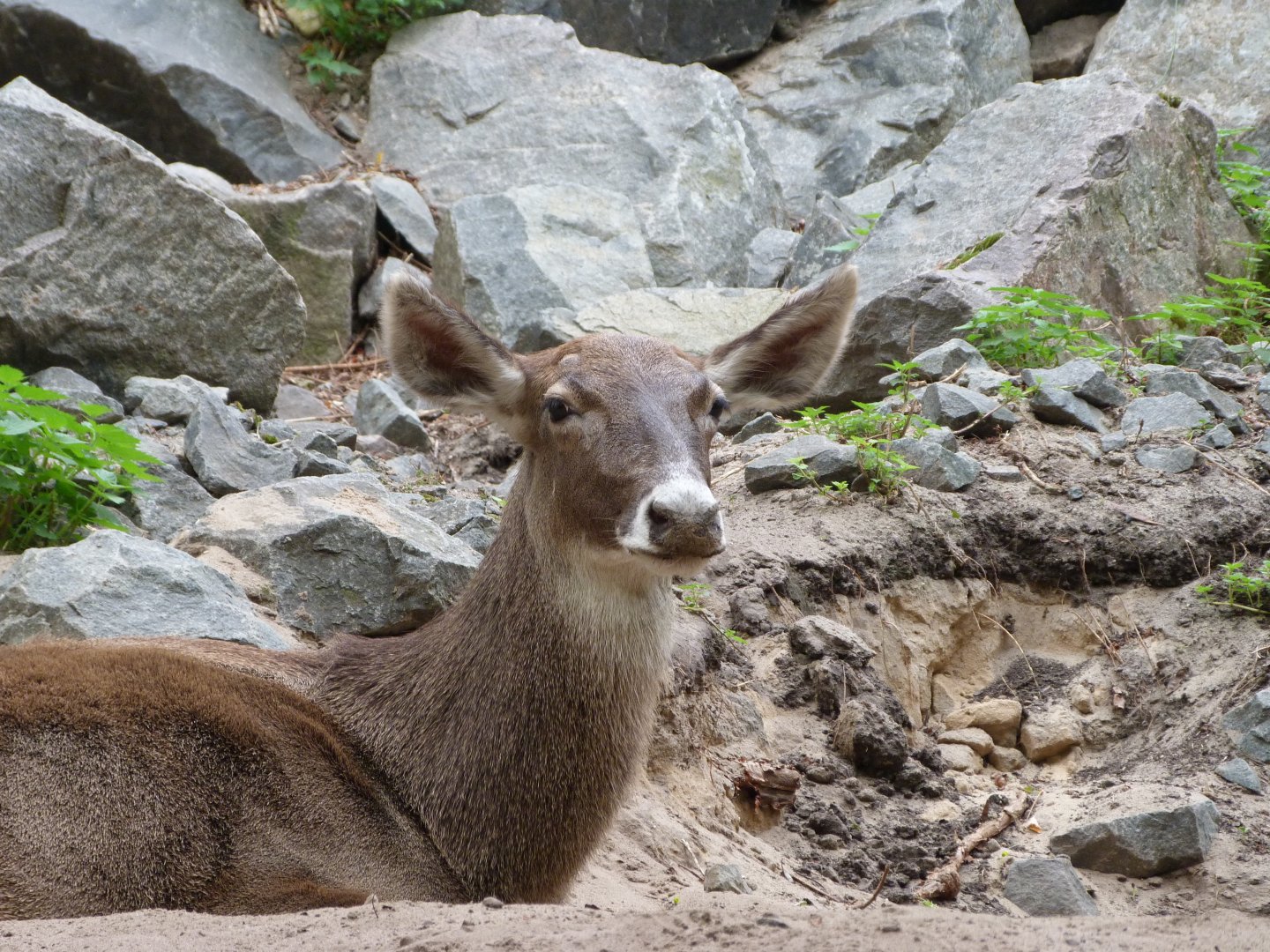 White-lipped deer -Tierpark Berlin (2024)