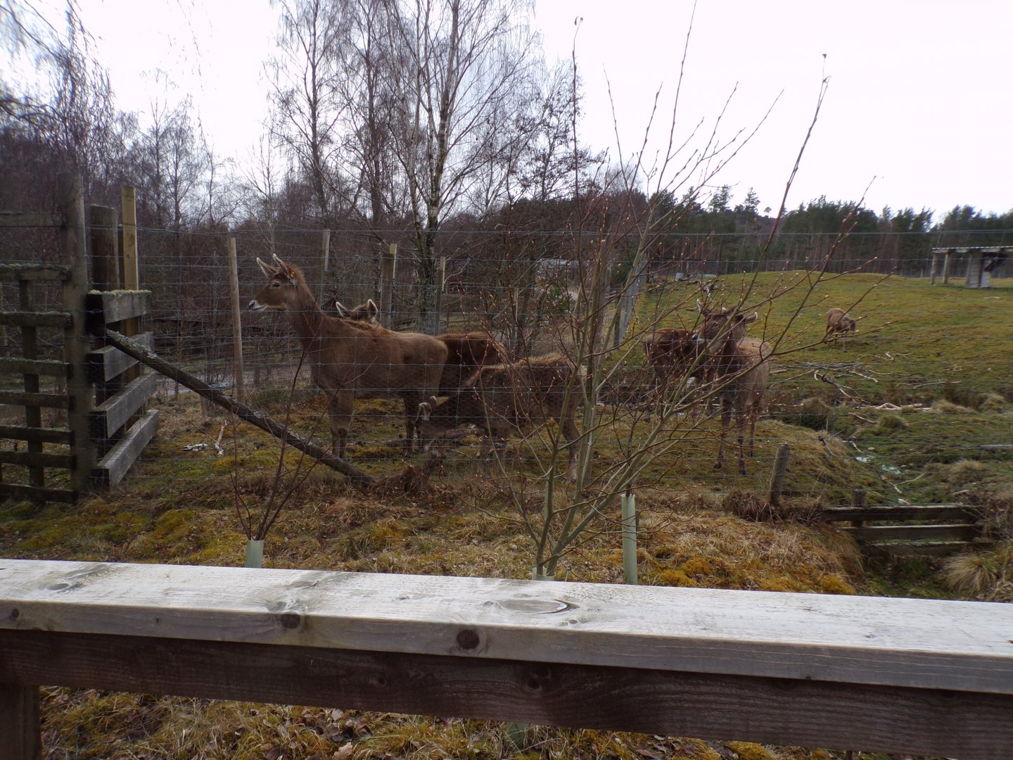 White-lipped deer waiting for food 5.4.24