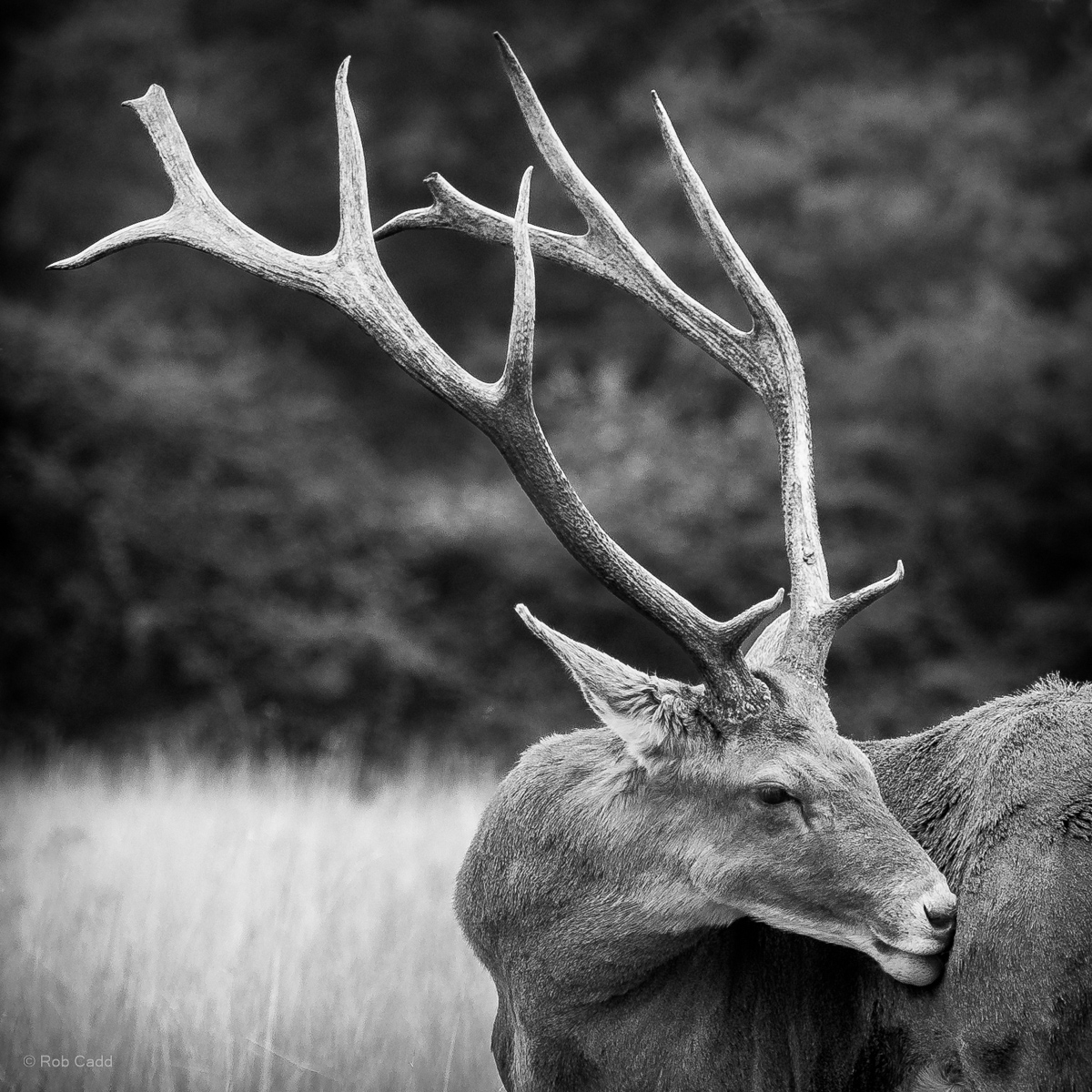 White-lipped deer : Watatunga : 22 Sep 2024