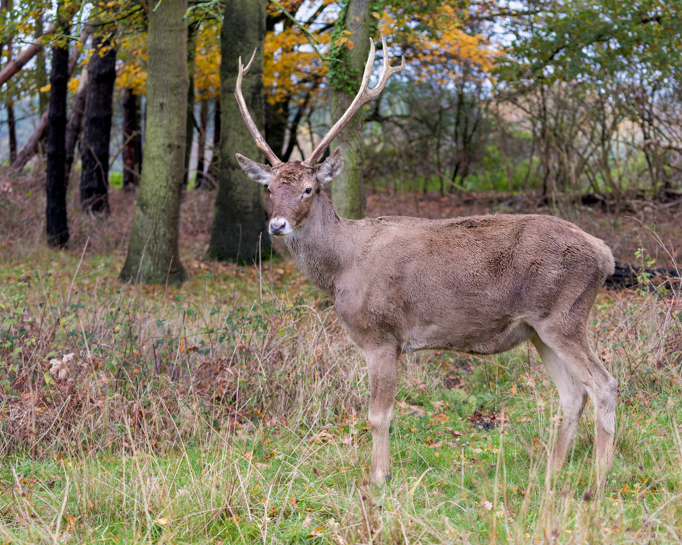 White-lipped Deer / Watatunga / 27-11-22