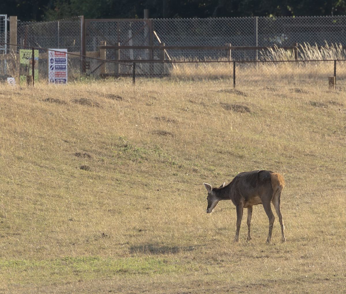 White-lipped deer : Whipsnade : 15 Aug 2025