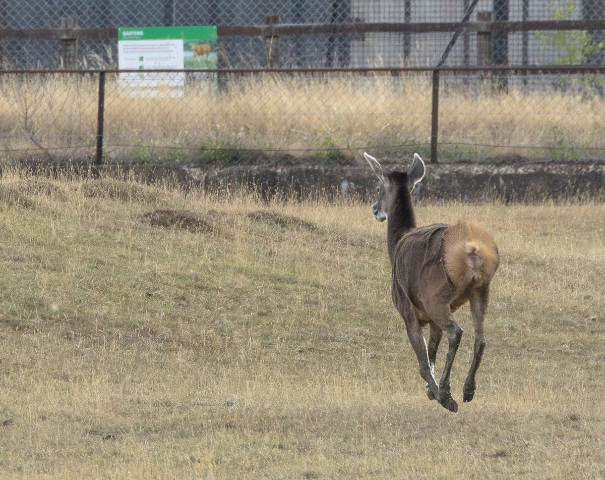 White-lipped deer : Whipsnade : 15 Aug 2025